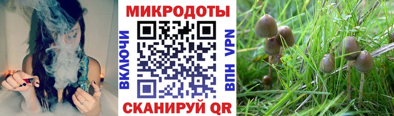 что такое   Мезень  Галлюциногенные грибы GOLDEN TEACHER 